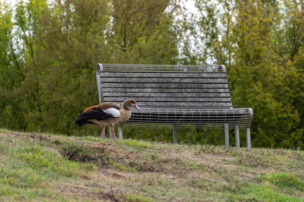 Un banco viejo en el bosque y un pájaro que camina