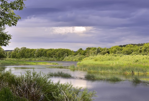 El banco zhifopisny verde del río Inya Región de Novosibirsk Siberia Rusia