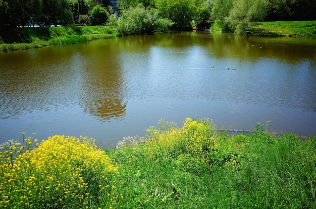 Bancos de fondo de paisaje de río de verano