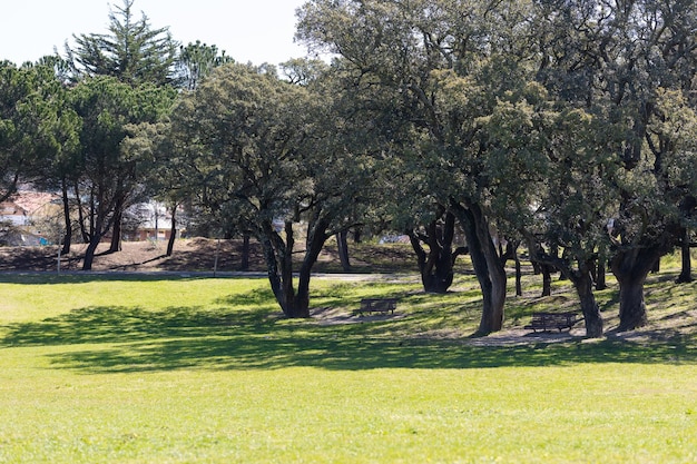 Bancos bajo el gran roble en un parque verde