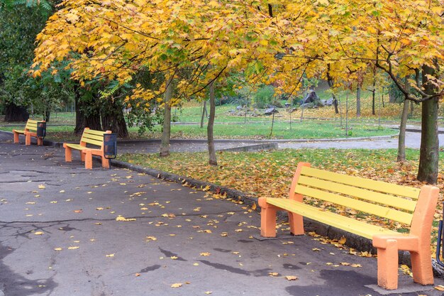 Bancos de madera y árboles con hojas amarillas y verdes en el parque de la ciudad en otoño