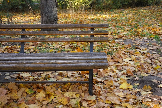 Bancos no parque outono e folhas caídas