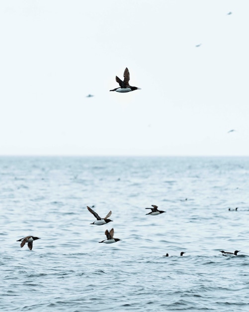 Bandada de araos volando sobre el mar