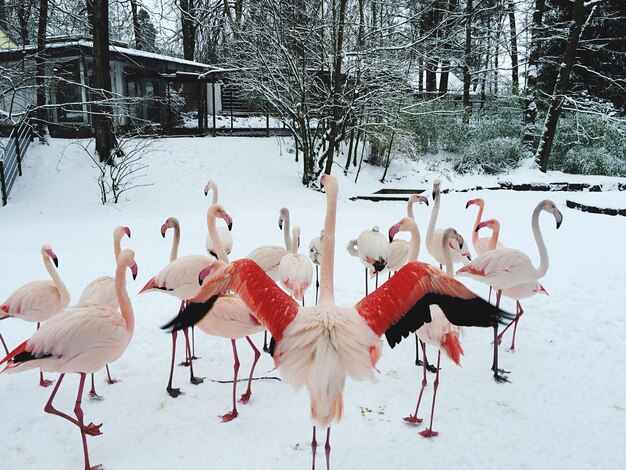 Foto bandada de aves en el agua