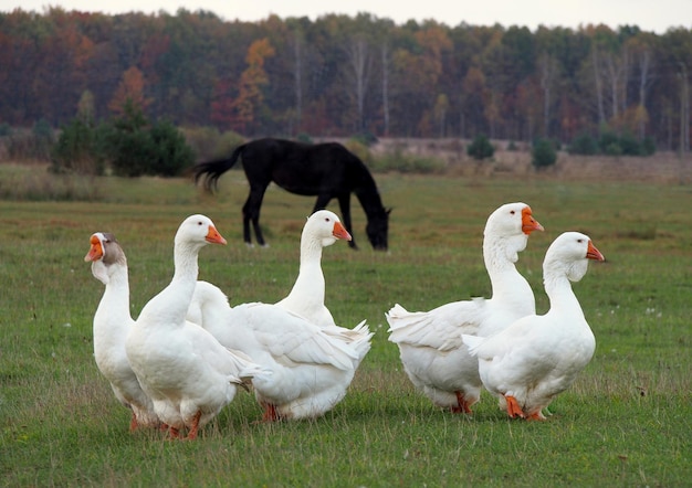 Bandada de aves en el campo