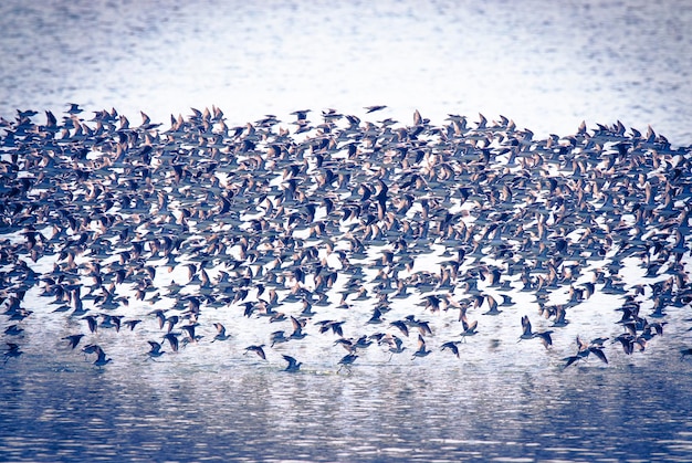 Bandada de aves fondo de vuelo Patagonia Argentina