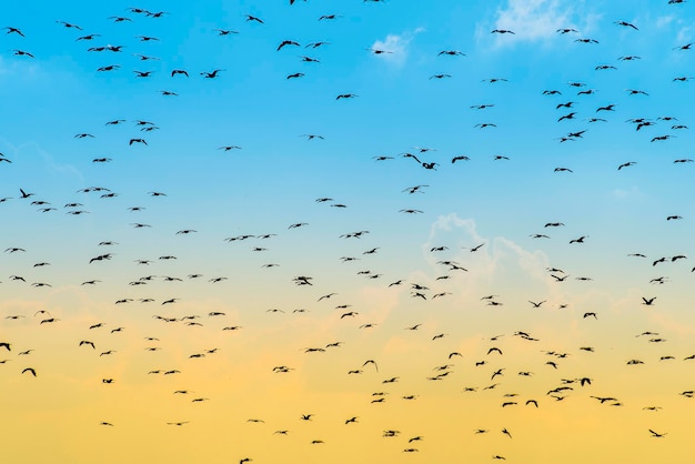 Foto bandada de aves fondo de vuelo patagonia argentina