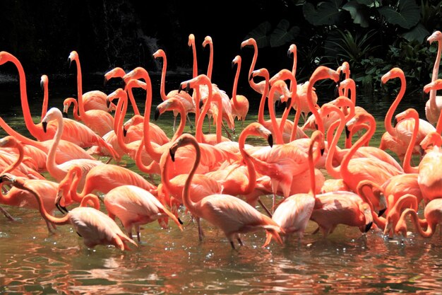 Foto bandada de aves en el lago