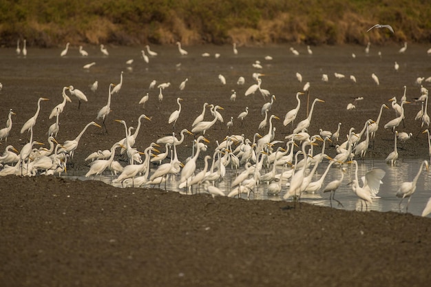 Bandada de aves posadas en la playa