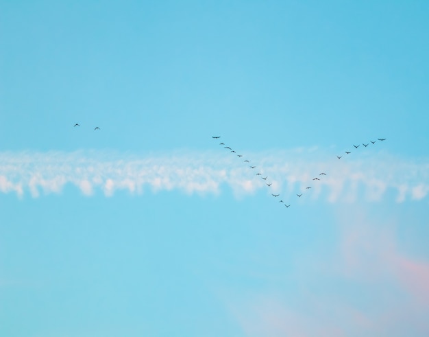 Bandada de aves silvestres volando en una cuña contra el cielo azul con nubes blancas y rosadas en la puesta de sol