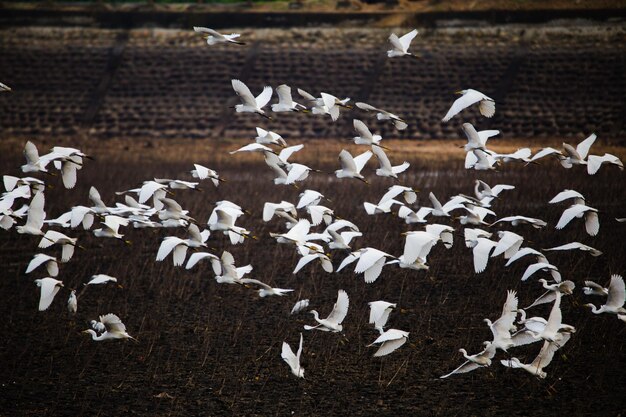 Foto bandada de aves