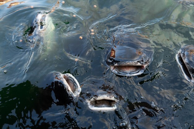 Foto una bandada de bagres nada cerca de la superficie del agua pidiendo comida alimentando a los peces en el lago del parque