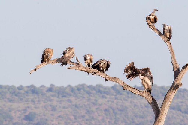 Foto una bandada de buitres de espalda blanca en un árbol