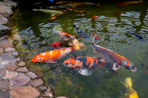 Una bandada de carpas koi japonesas en el estanque.