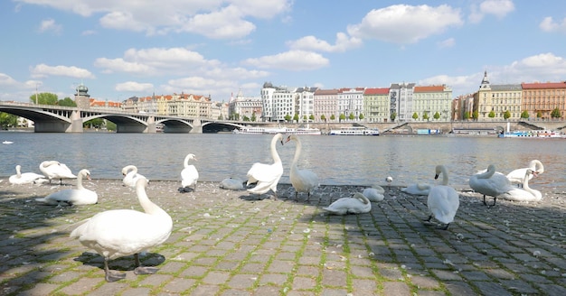 una bandada de cisnes blancos en la orilla del río Vltava en Praga