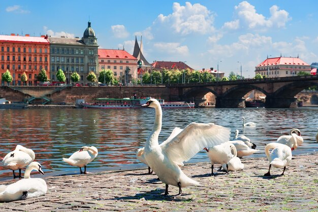 Una bandada de cisnes en Praga