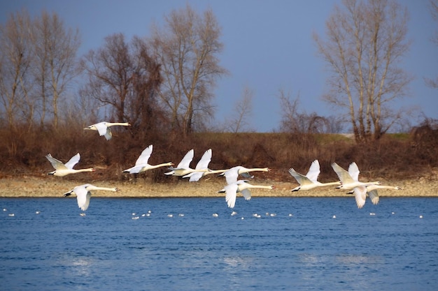 Una bandada de cisnes volando sobre el río.