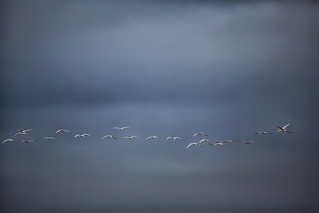 Bandada de cisnes en vuelo contra el cielo, grupo de vida silvestre de migración de aves