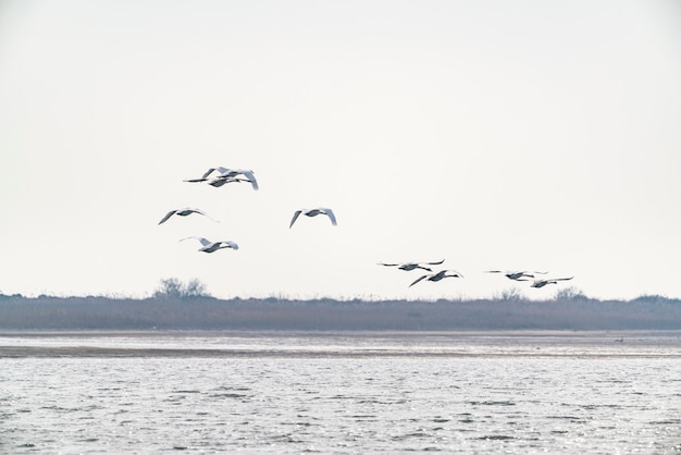 Una bandada de cisnes en vuelo.