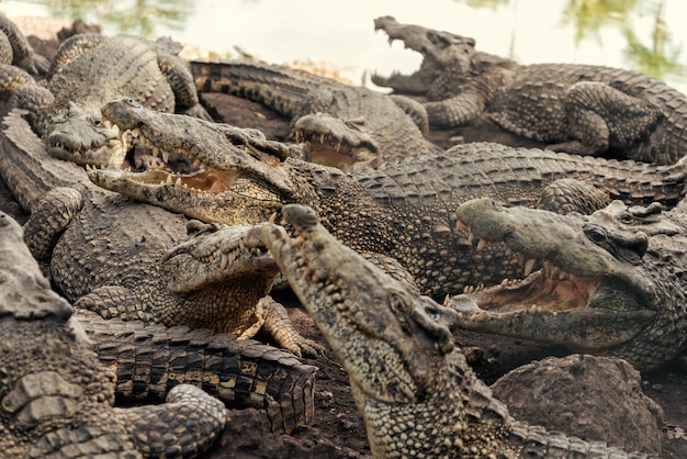 Bandada de cocodrilos en una granja de cocodrilos