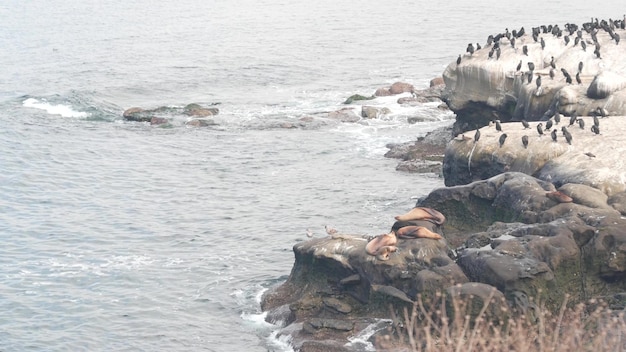 Bandada de cormoranes colonia de aves focas o leones marinos rock by water california