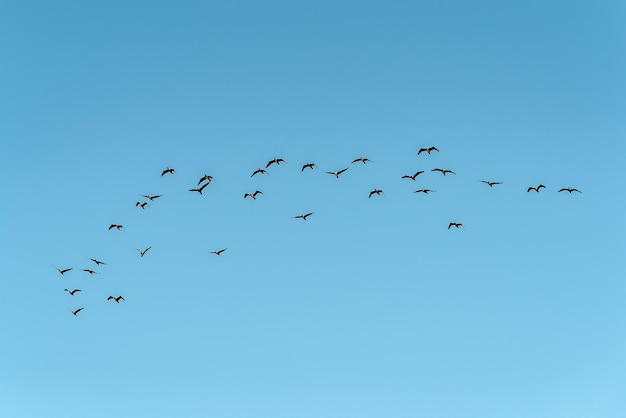 Bandada de cormoranes negros en el cielo