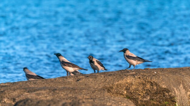 Una bandada de cuervos junto al mar.