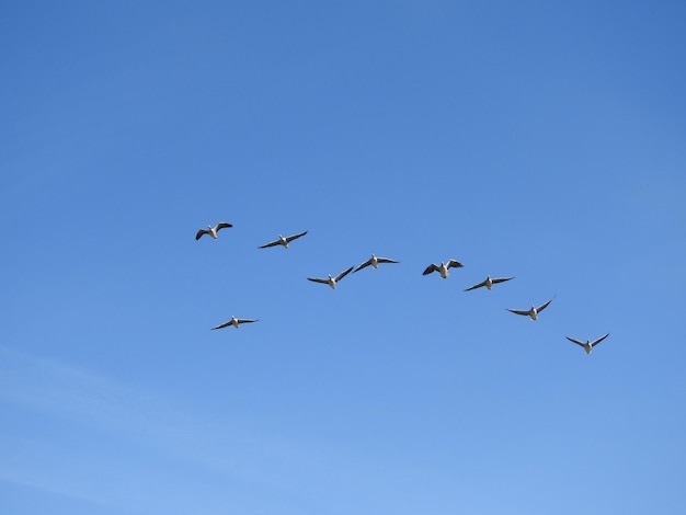 Foto bandada de aves