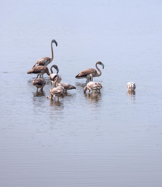 Bandada de flamencos en el agua