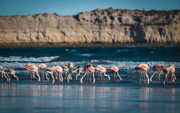 Bandada de flamencos alimentándose en la costa del océano Península ValdesPatagonia Argentina
