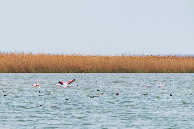 Bandada de flamencos en el lago