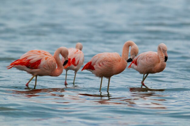 Bandada de flamencos en una laguna Provincia de La PampaPatagonia Argentina