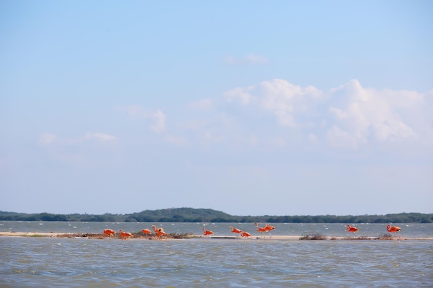 bandada de flamencos, pájaros rosados inusuales, paisaje viaje de flamencos