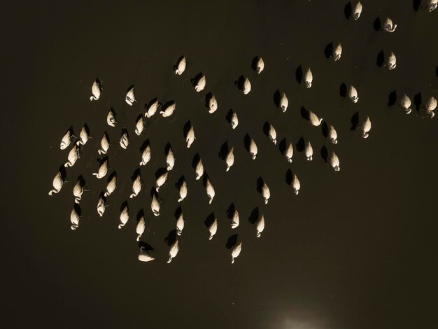 Bandada de flamencos en Pampas Salina Vista aérea Provincia de La Pampa Patagonia Argentina