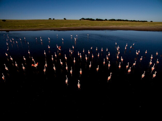 Bandada de flamencos en Pampas Salina Vista aérea Provincia de La Pampa Patagonia Argentina