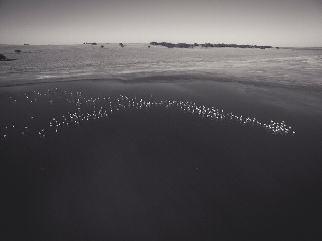 Bandada de flamencos en Pampas Salina Vista aérea Provincia de La Pampa Patagonia Argentina