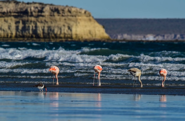 Bandada de flamencos Patagonia Argentina