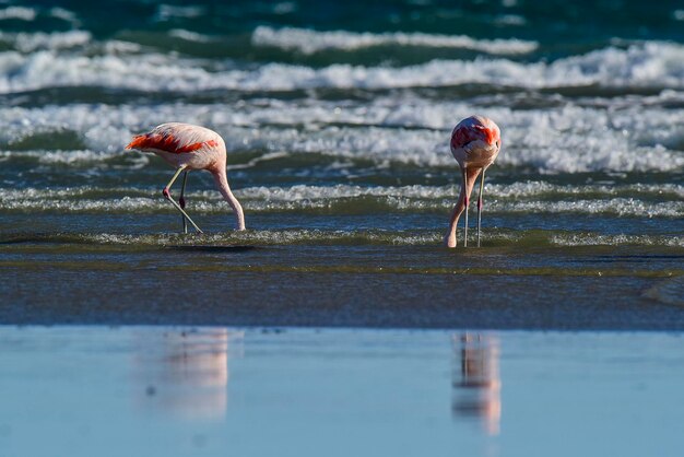 Bandada de flamencos Patagonia Argentina