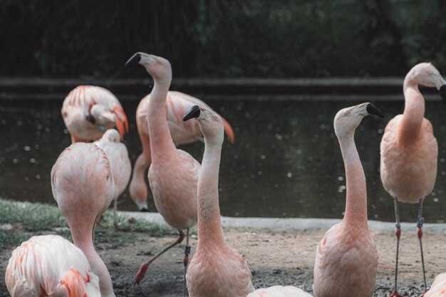 Una bandada de flamencos de pie en la orilla