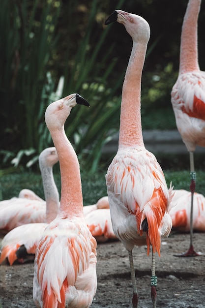 Una bandada de flamencos de pie en la orilla