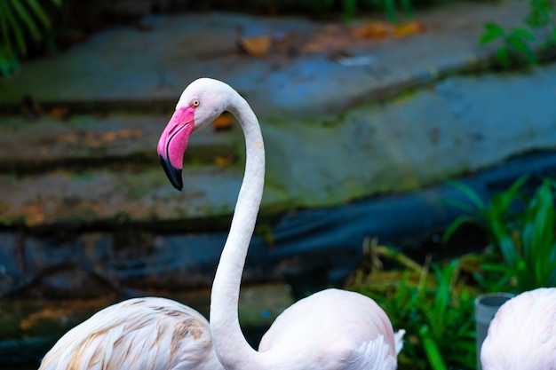 Bandada de flamencos rosados en el estanque del zoológico.