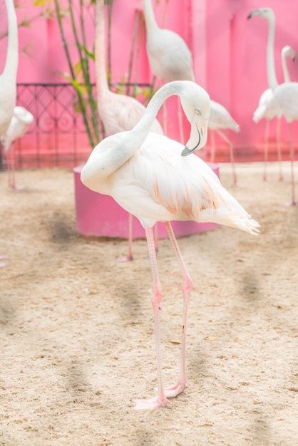 Una bandada de flamencos rosados