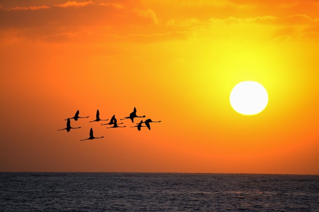 Bandada de flamencos volando al atardecer bajo un sol brillante