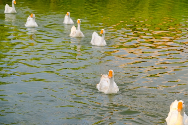 Una bandada de gansos blancos flota en el agua del lago