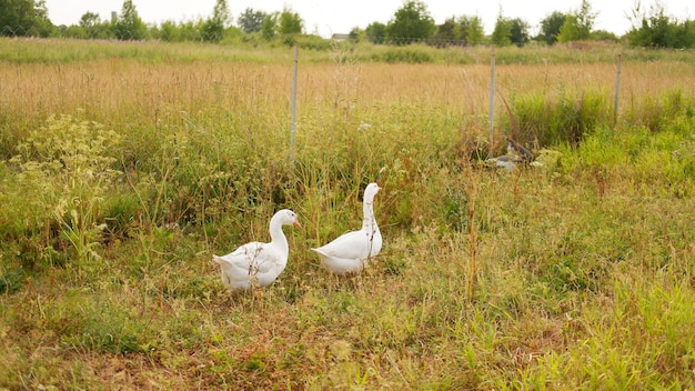 Una bandada de gansos blancos pasta en un prado verde en la granja