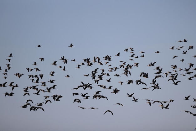 bandada de gansos contra el cielo libertad vida silvestre