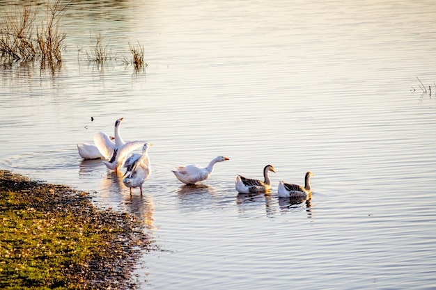 Una bandada de gansos flotando en el río junto a la costa durante el atardecer