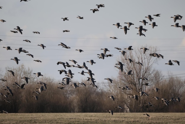 bandada de gansos migratorios en la primavera en el campo