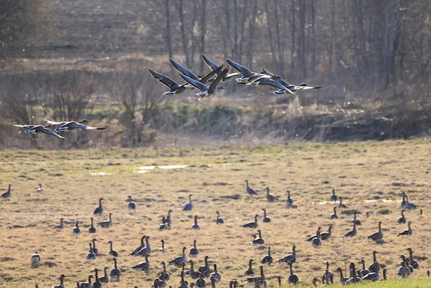 bandada de gansos migratorios en la primavera en el campo