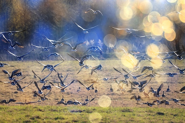 bandada de gansos migratorios en la primavera en el campo